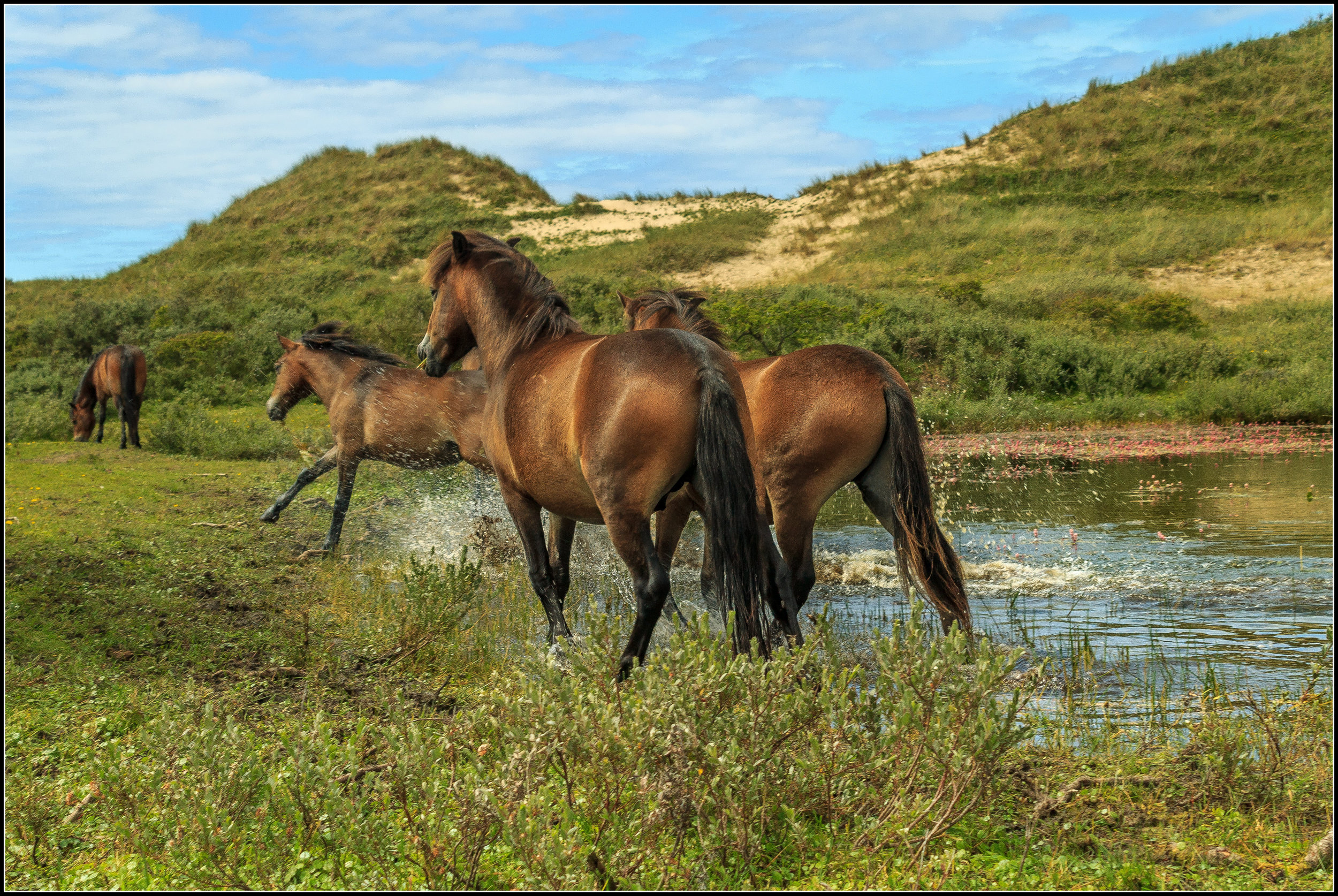Wilde paarden duinen Bergen.
