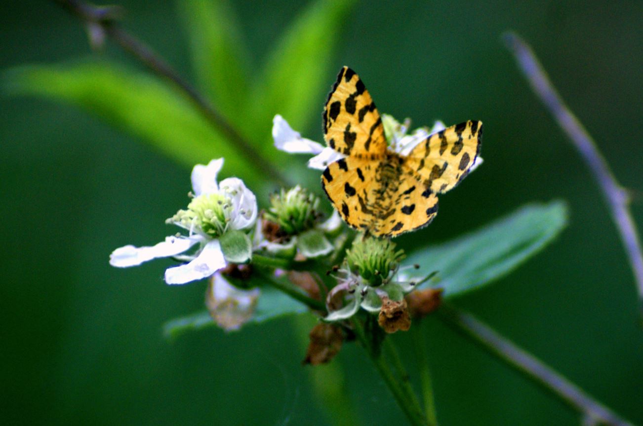 boterbloempje (Pseudopanthera macularia) 