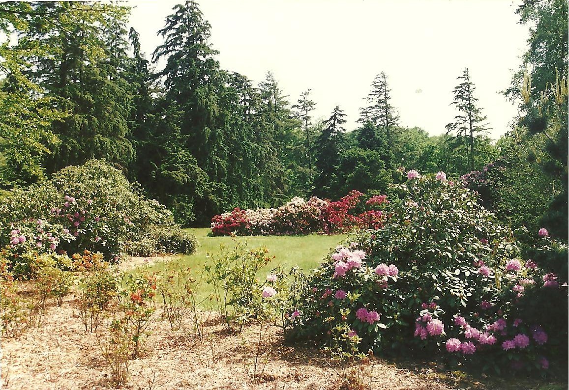 Rododendron