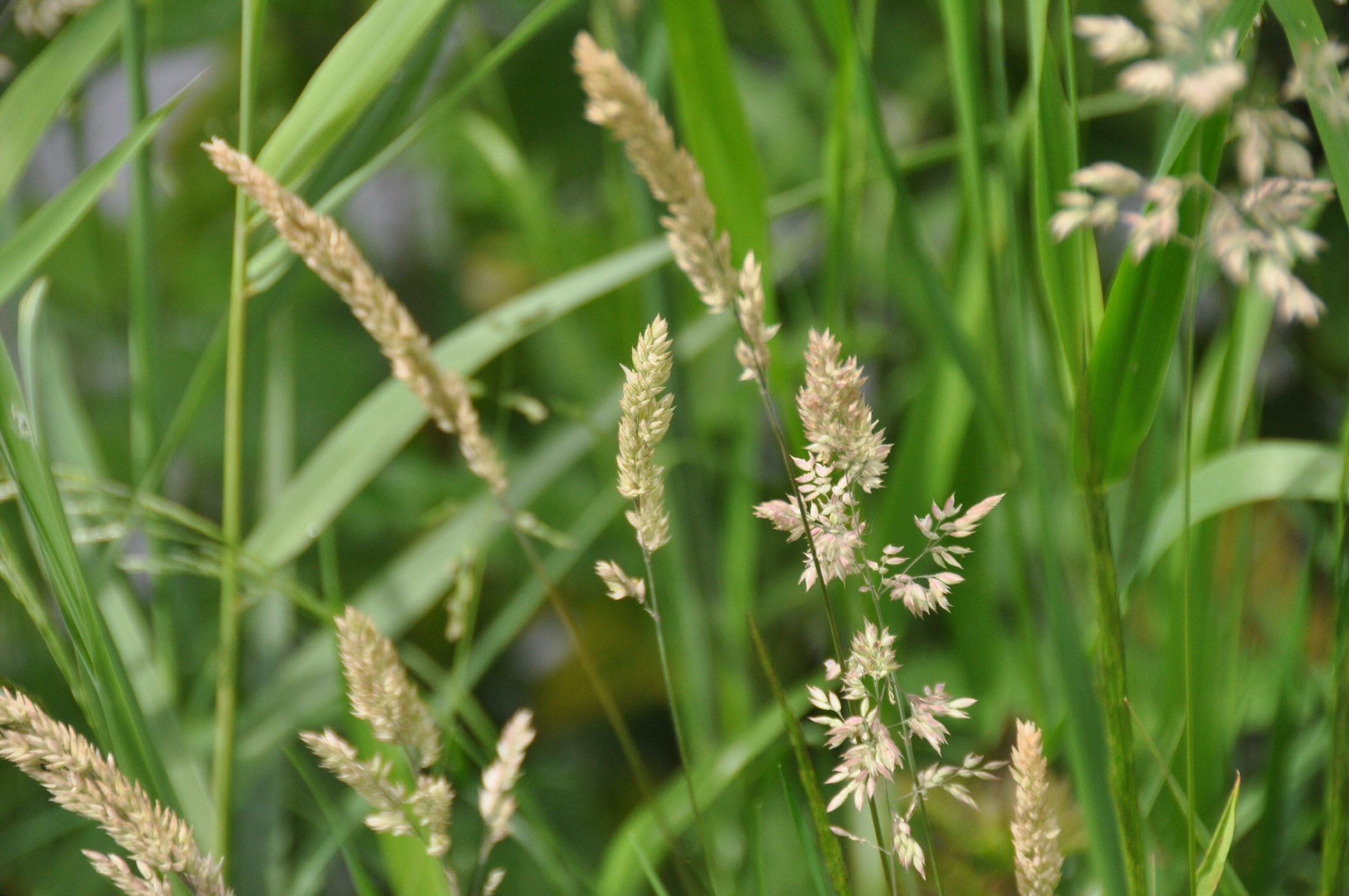 Verschilende grassen
