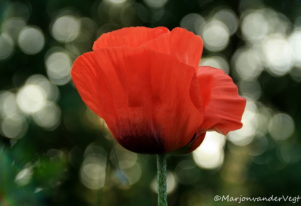 'n Kusje voor jou,..