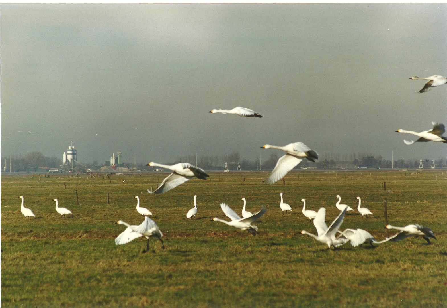 Opvliegende wilde zwanen