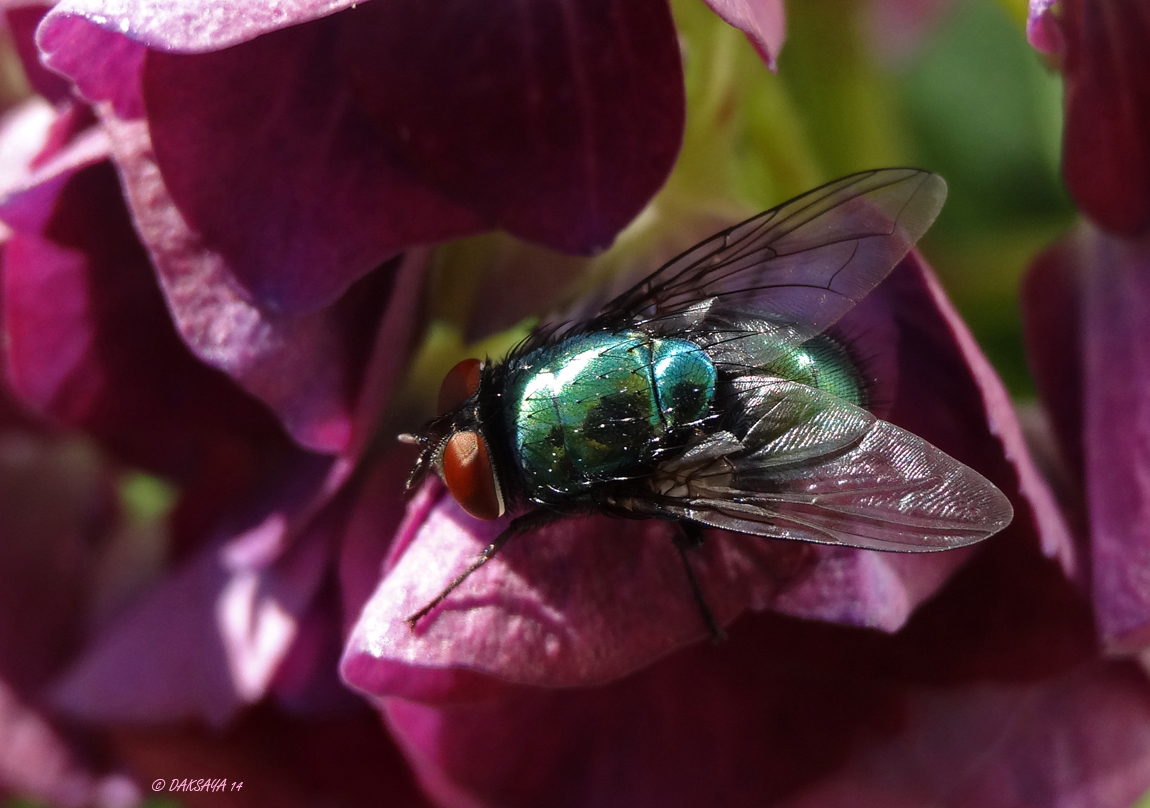 Groene vlieg