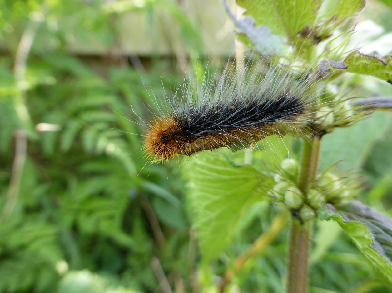 Rups grote beervlinder