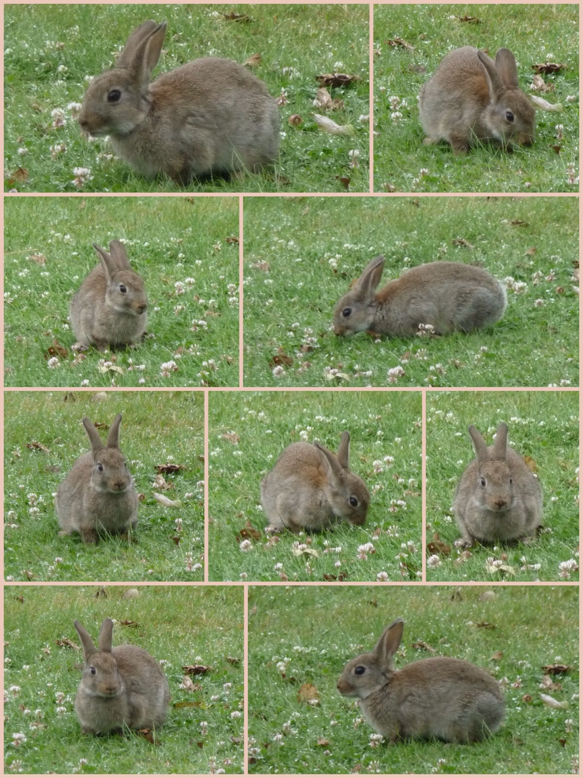 Klein wild konijntje