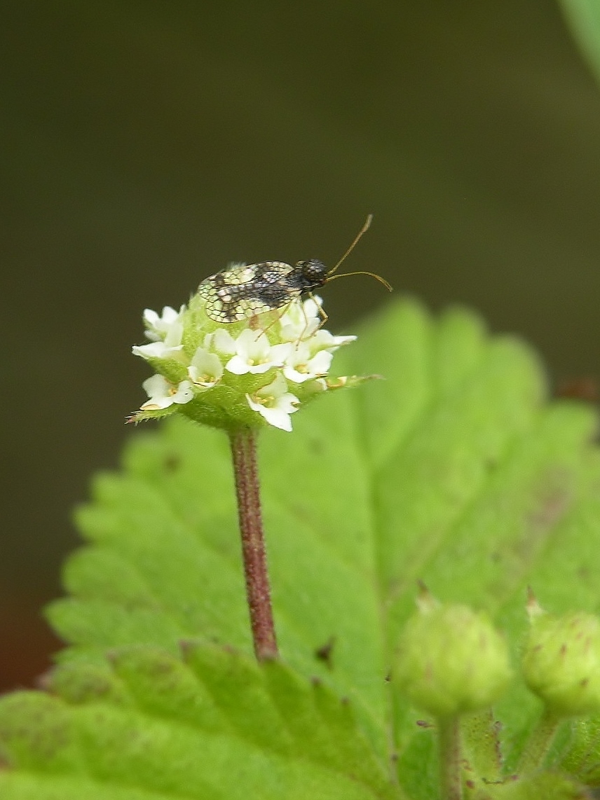 Vliegje op Azteek zoetkruid.
