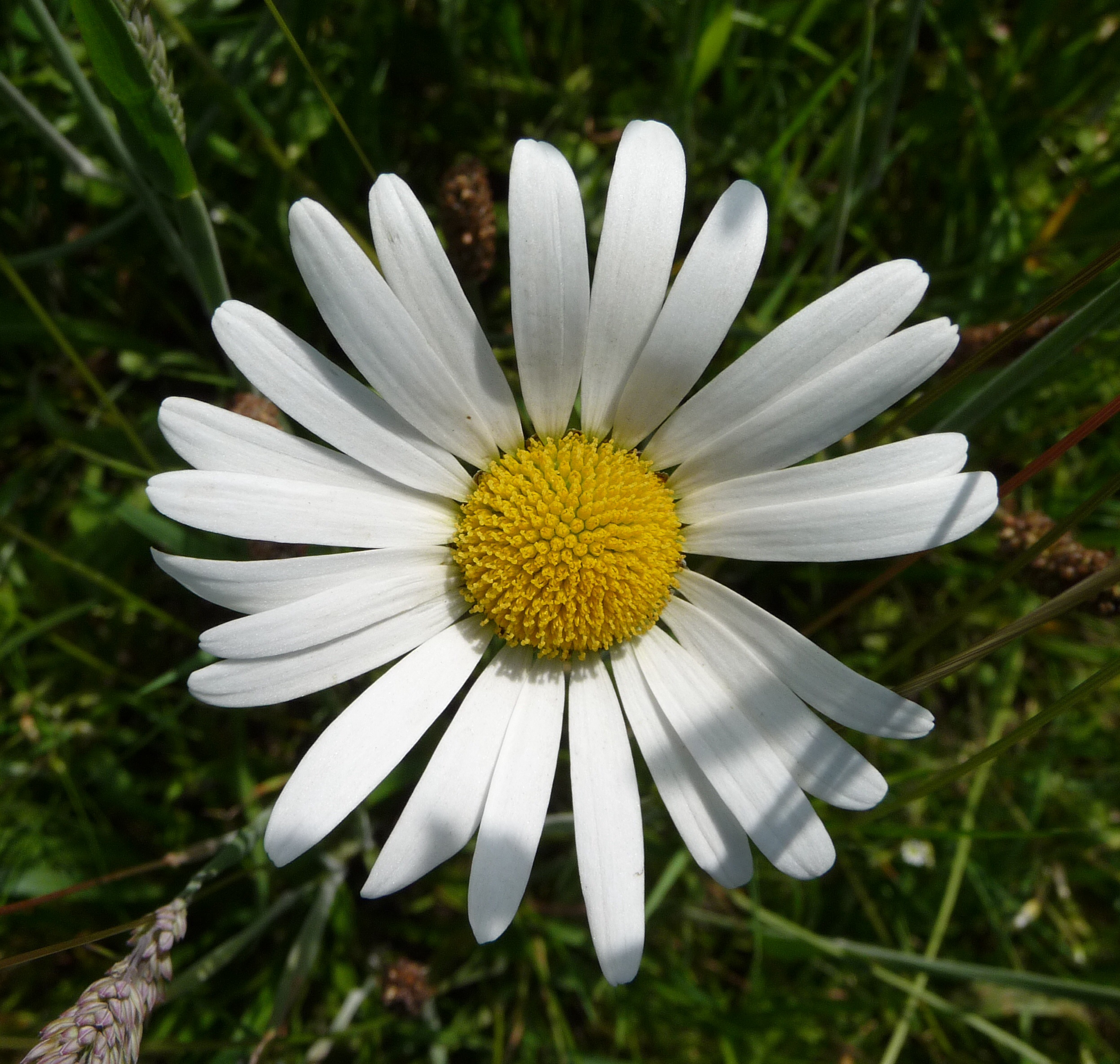 Margriet