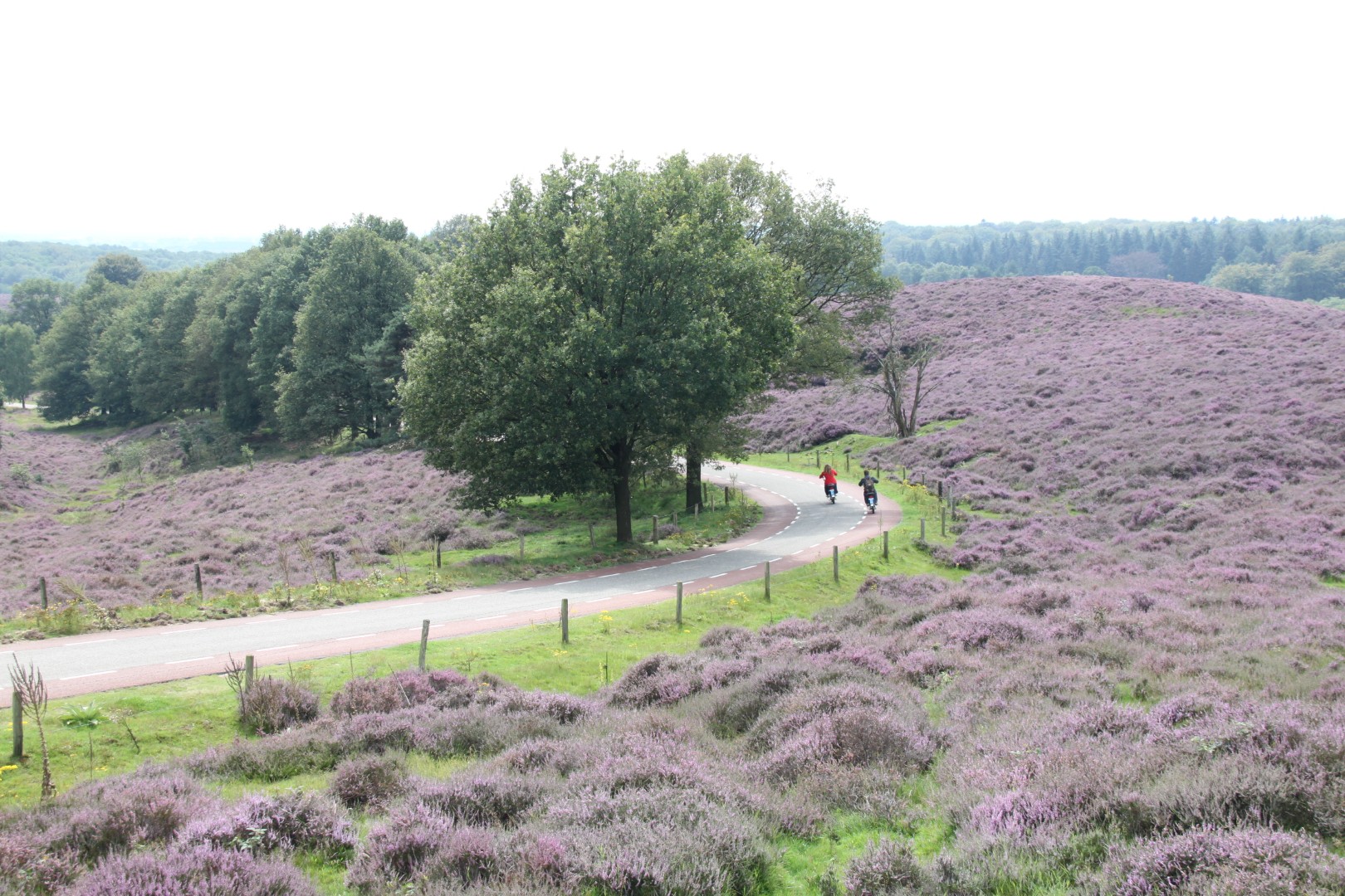 Bloeiende heide