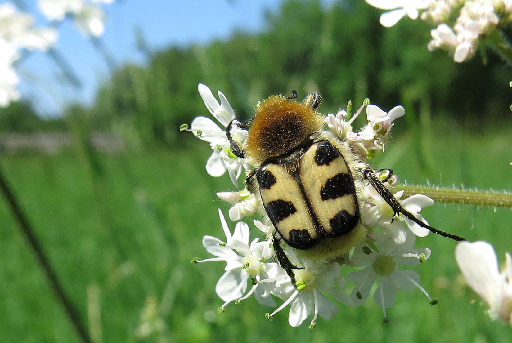stuifmeel op het menu