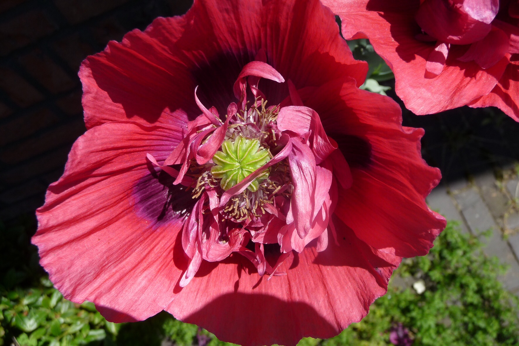Hart van papaver