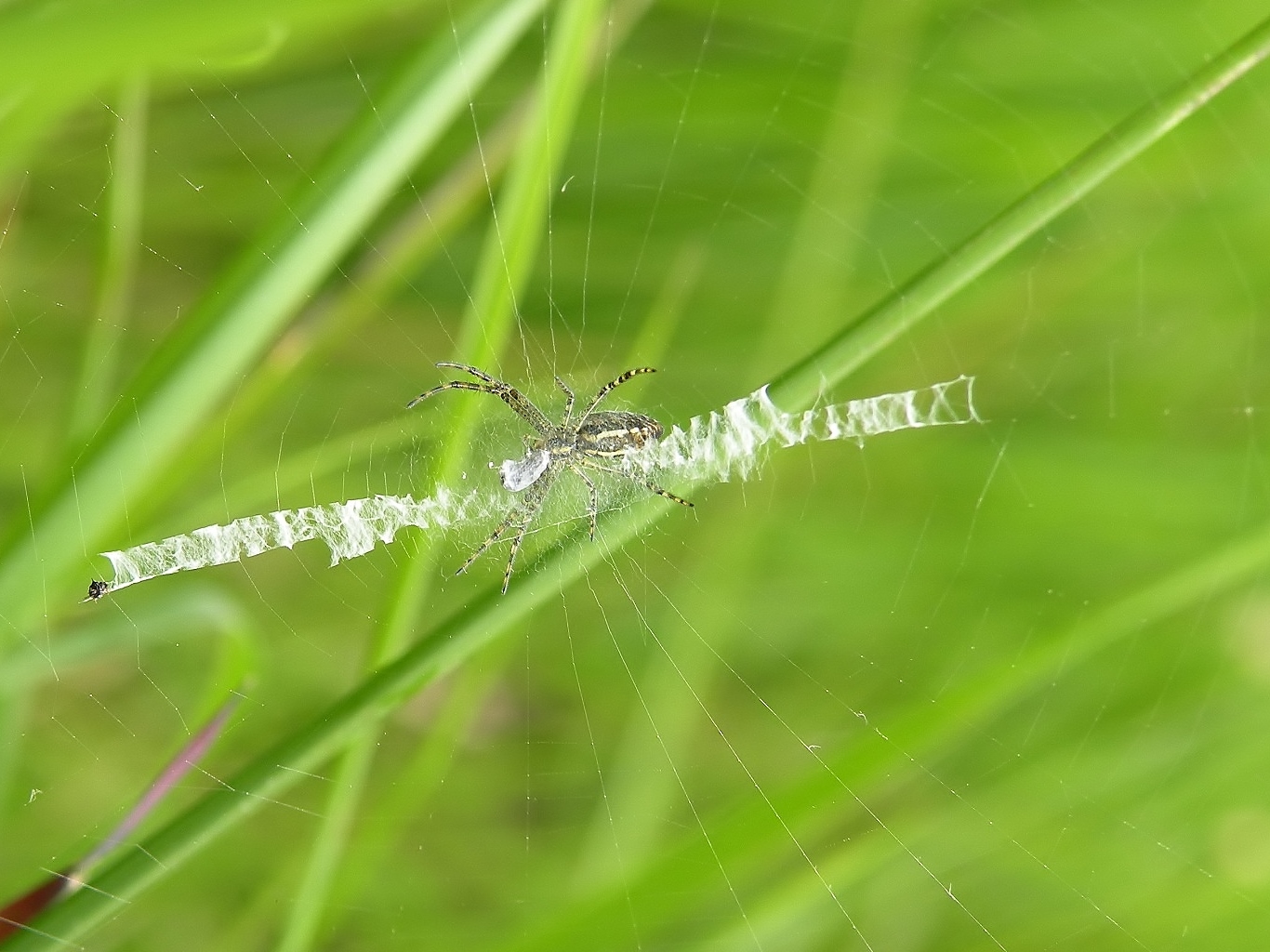Scheerlijnen van wespspin