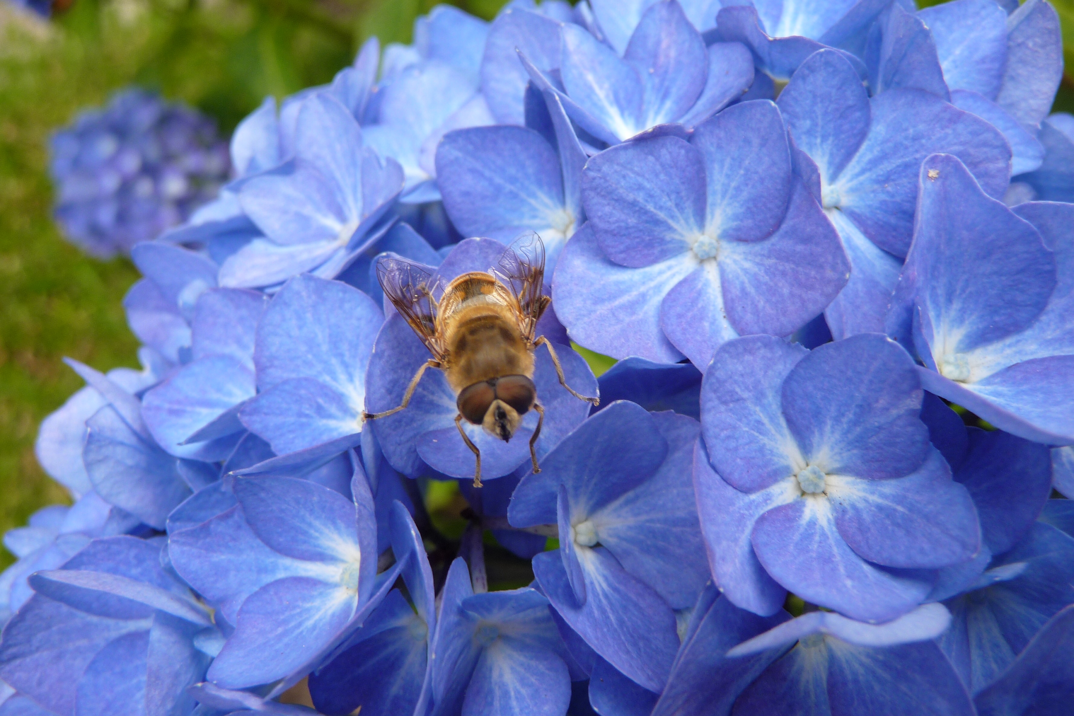 Blauwe hortensia met bij