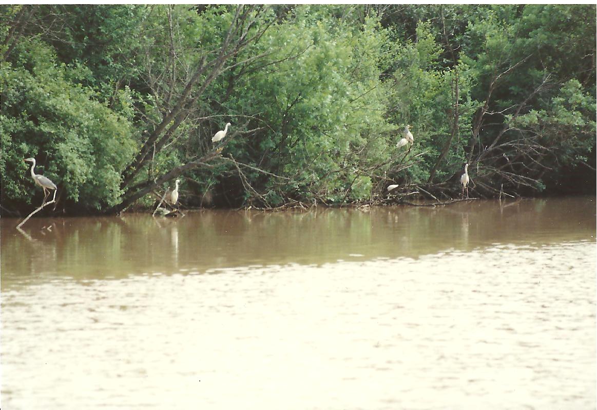 Reigers en zilverreigers