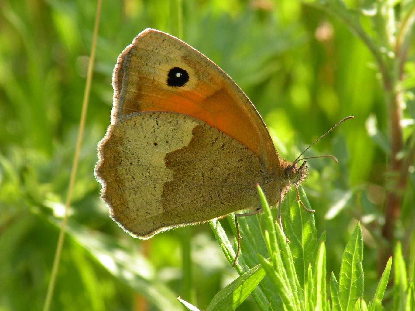 In het avondzonnetje