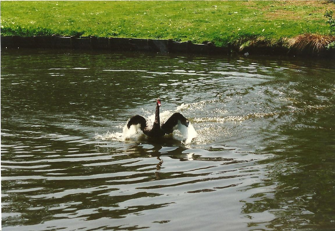 Zwarte Zwaan