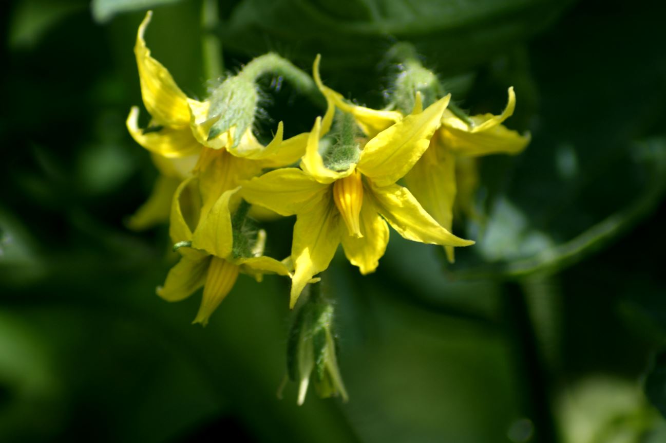 bloempjes tomaten plant