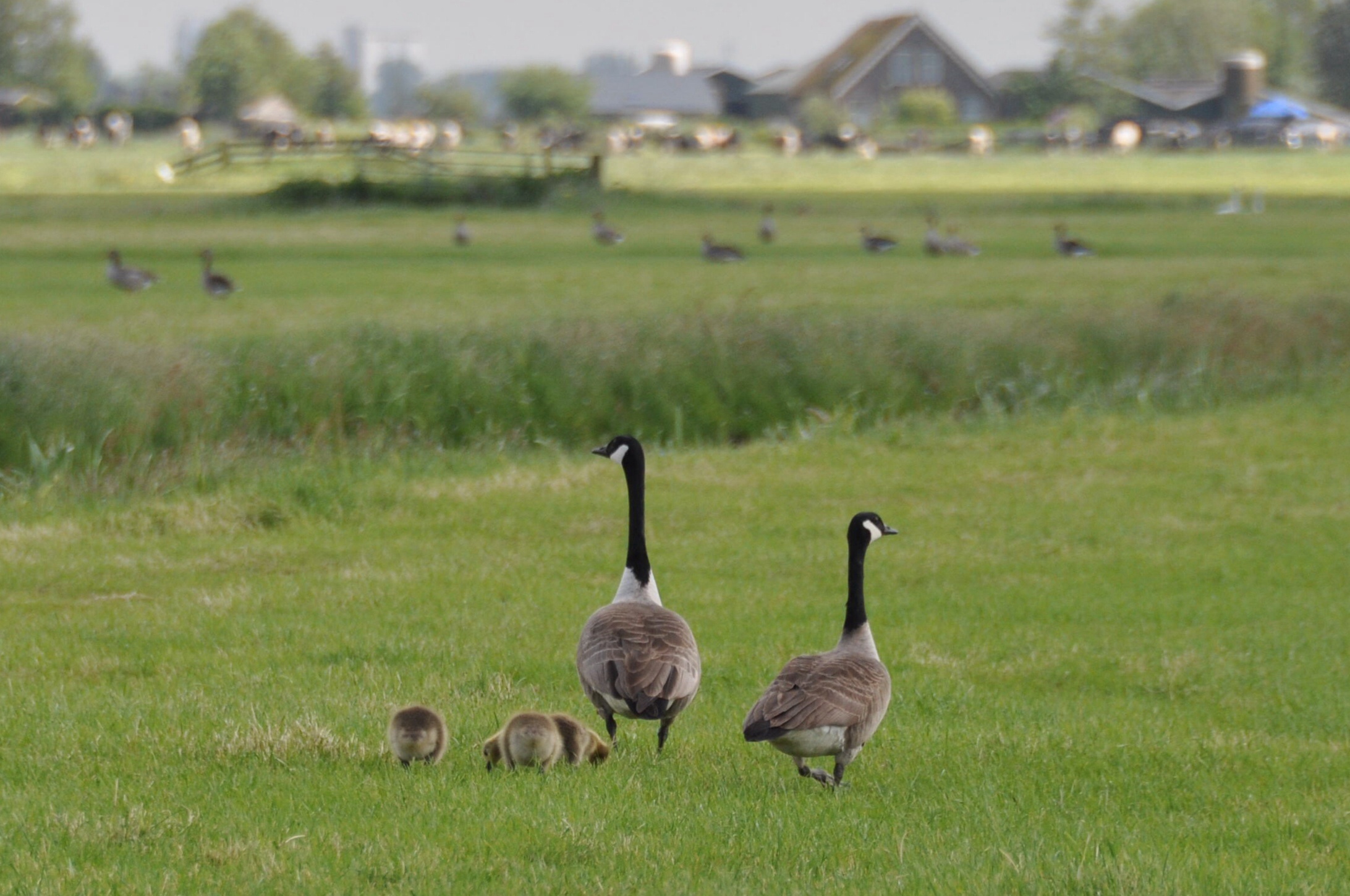 Canadese gans met kleintjes
