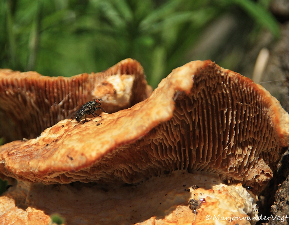 Vlieg in 't zonnetje