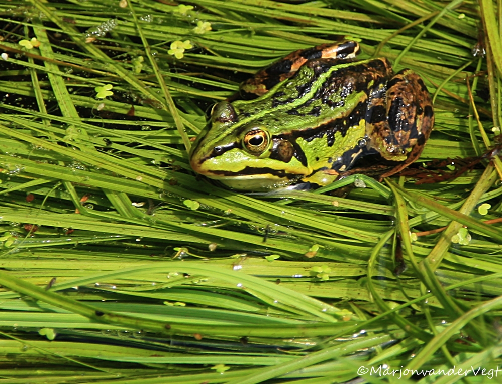 Nee daar is m'n prins