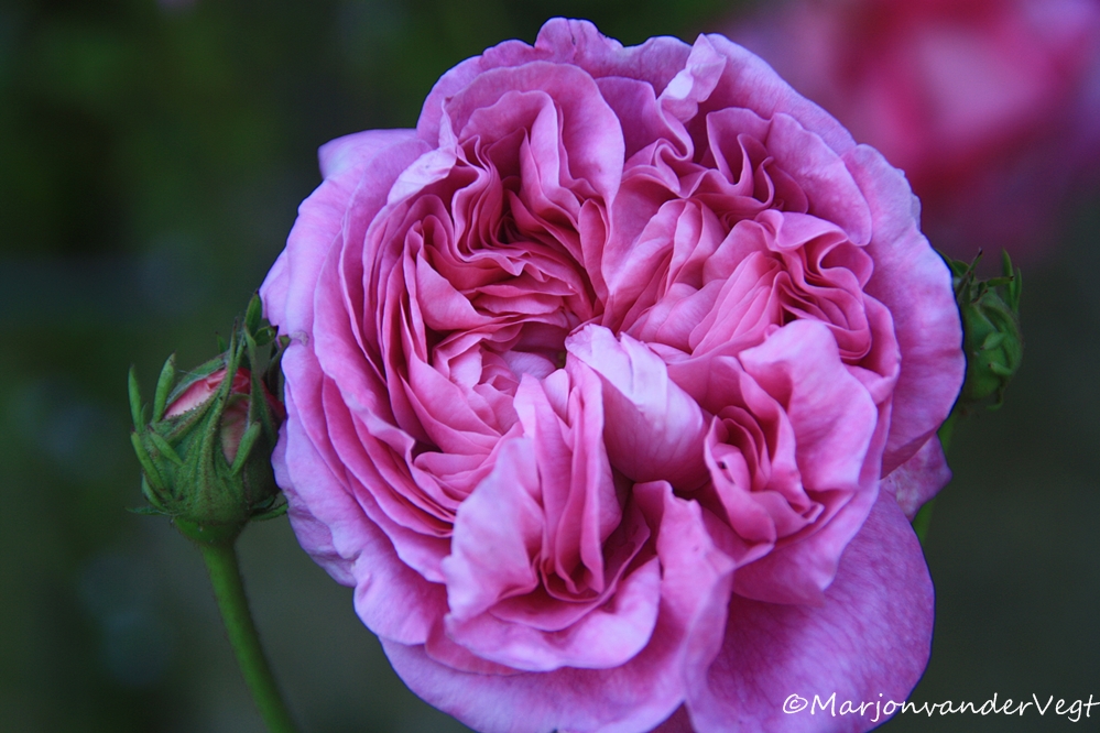 Mooi roze