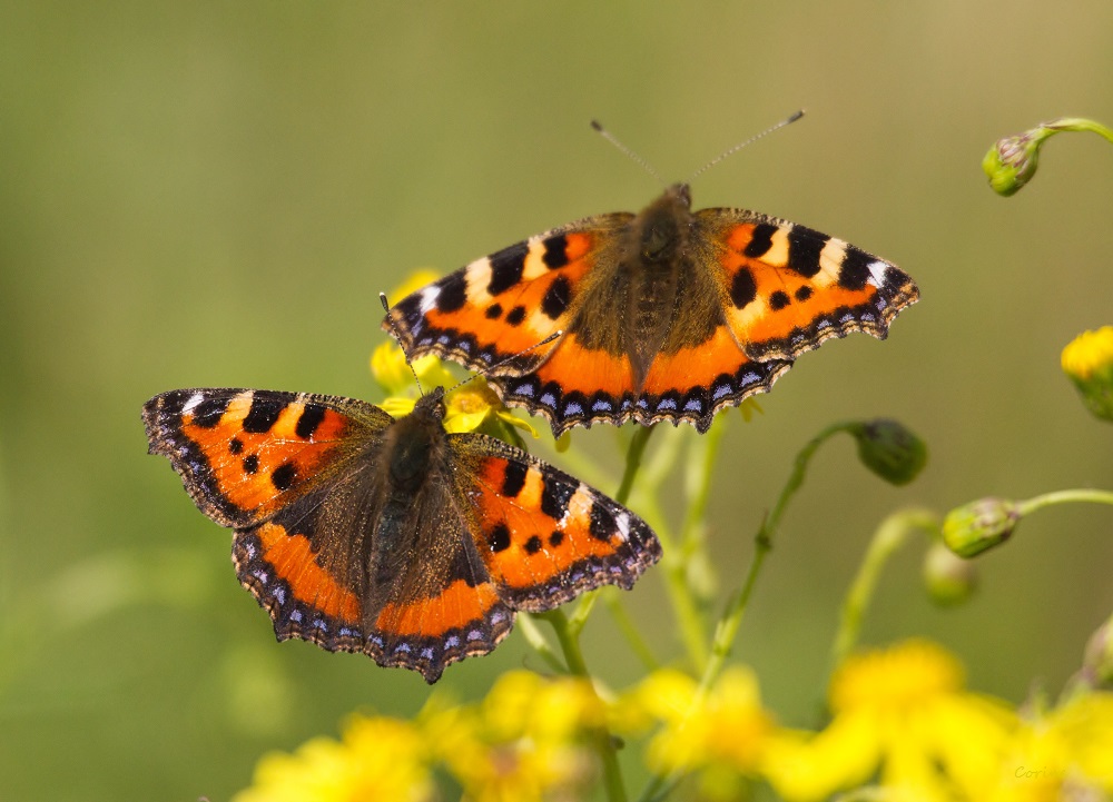 Van bloem naar bloem