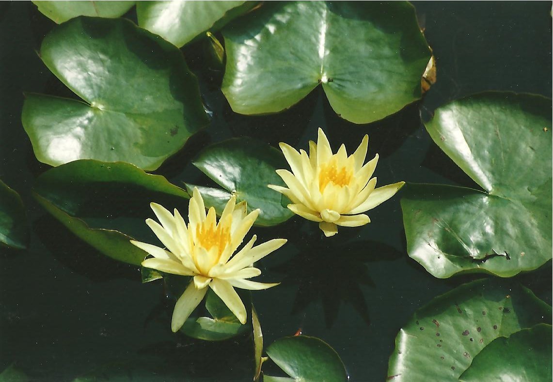 Waterlelies