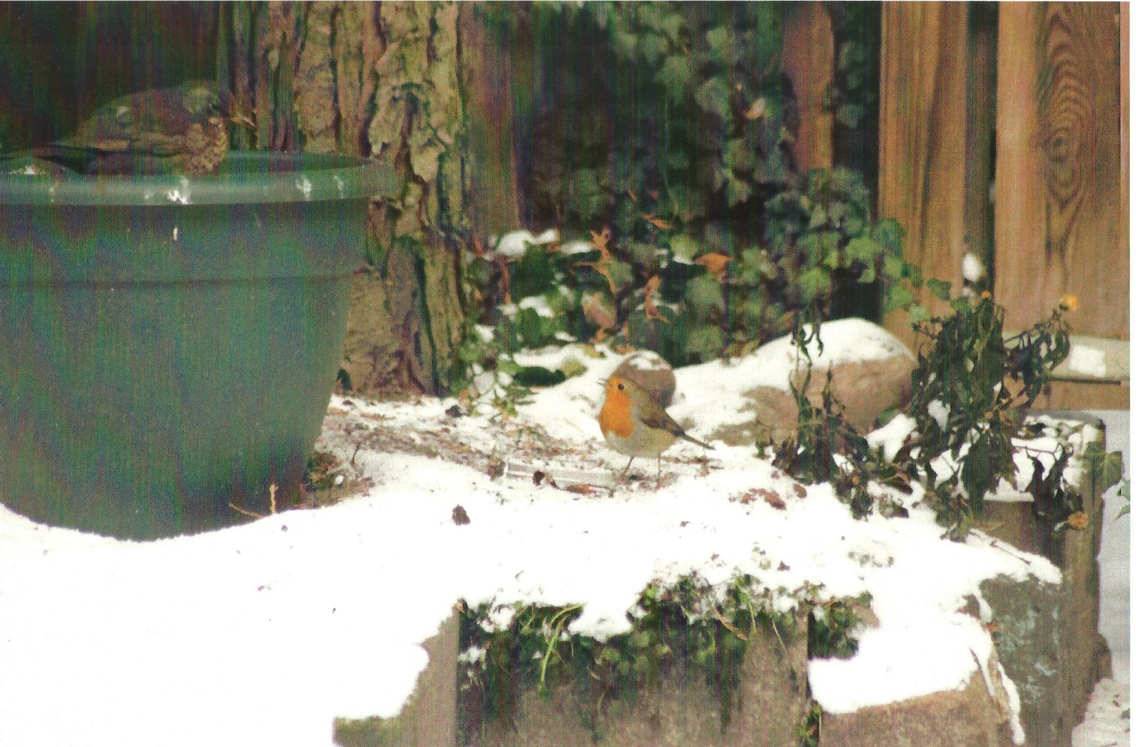 Merel en roodborstje