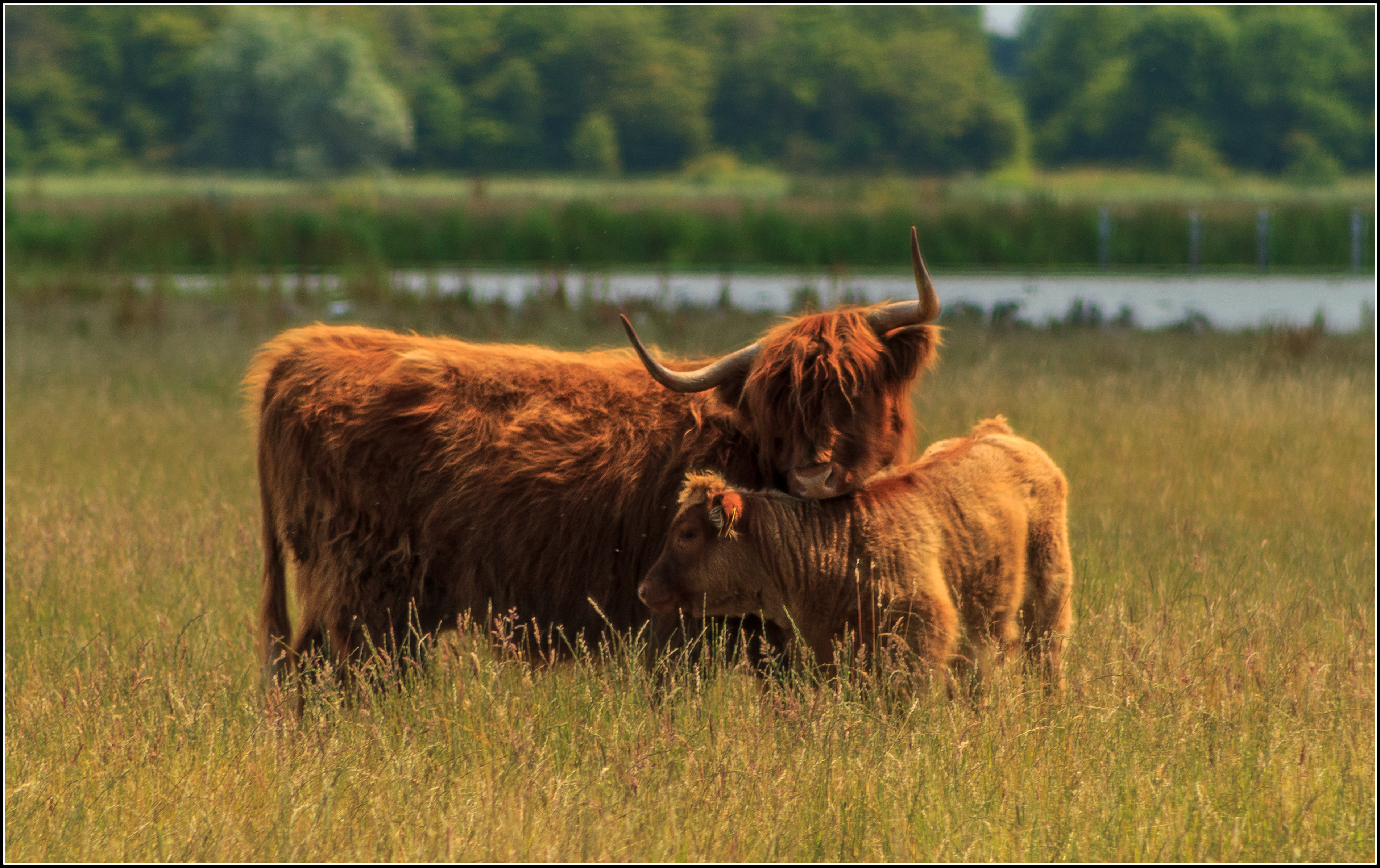 Schotse hooglander met jong.