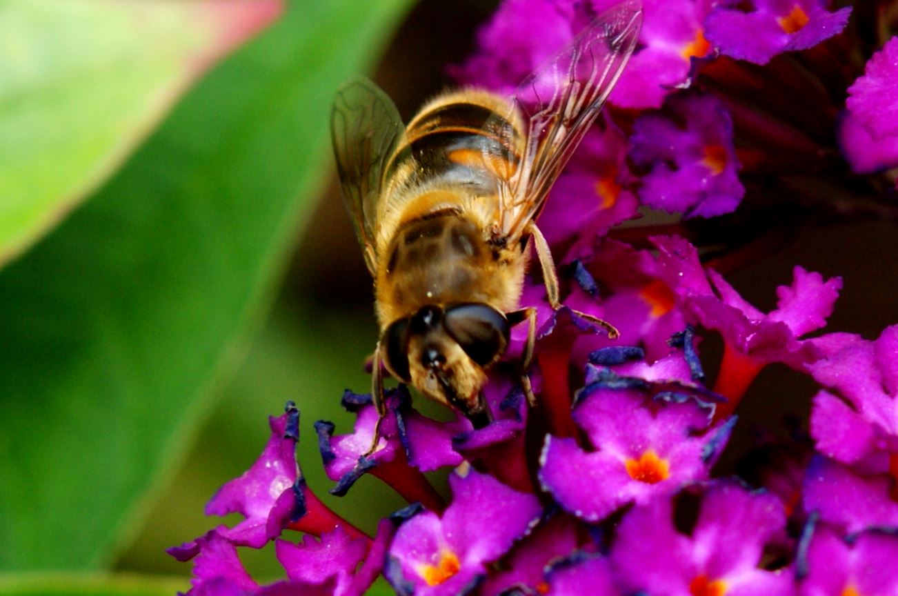 Zweefvlieg op vlinderstruik