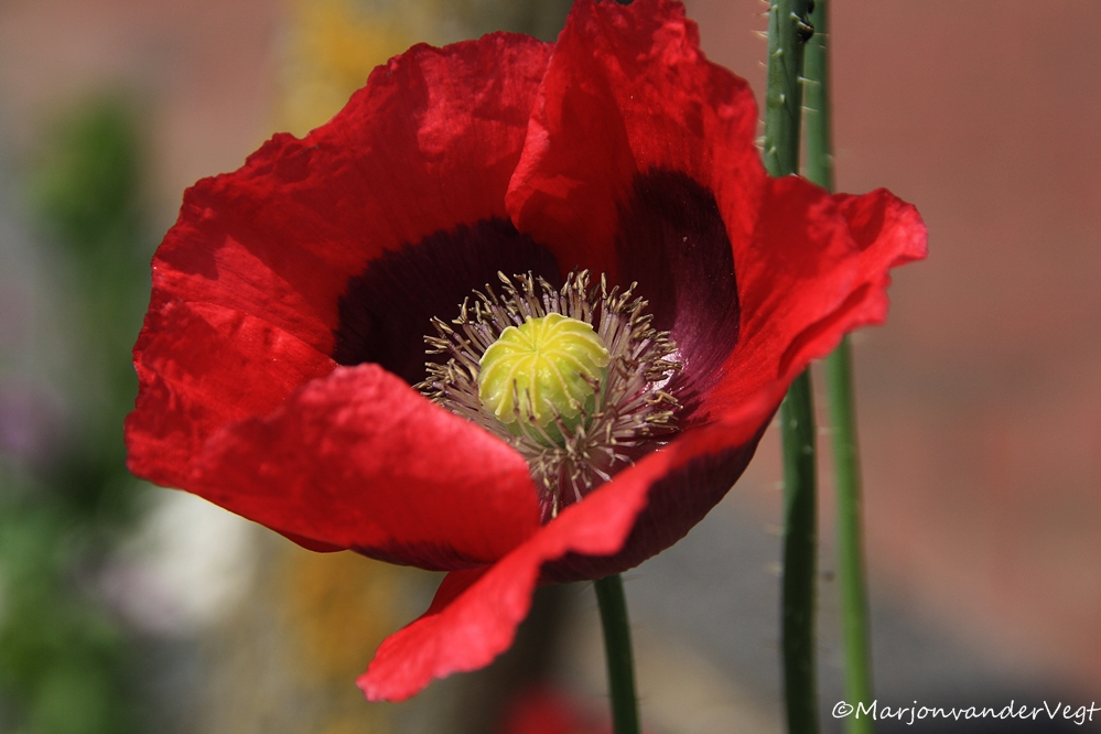 papaver