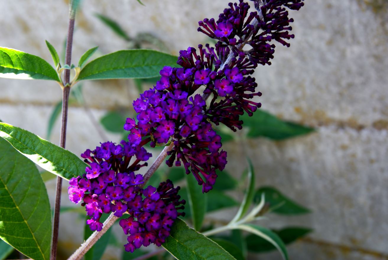 bloem vlinderstruik (Buddleja davidii)