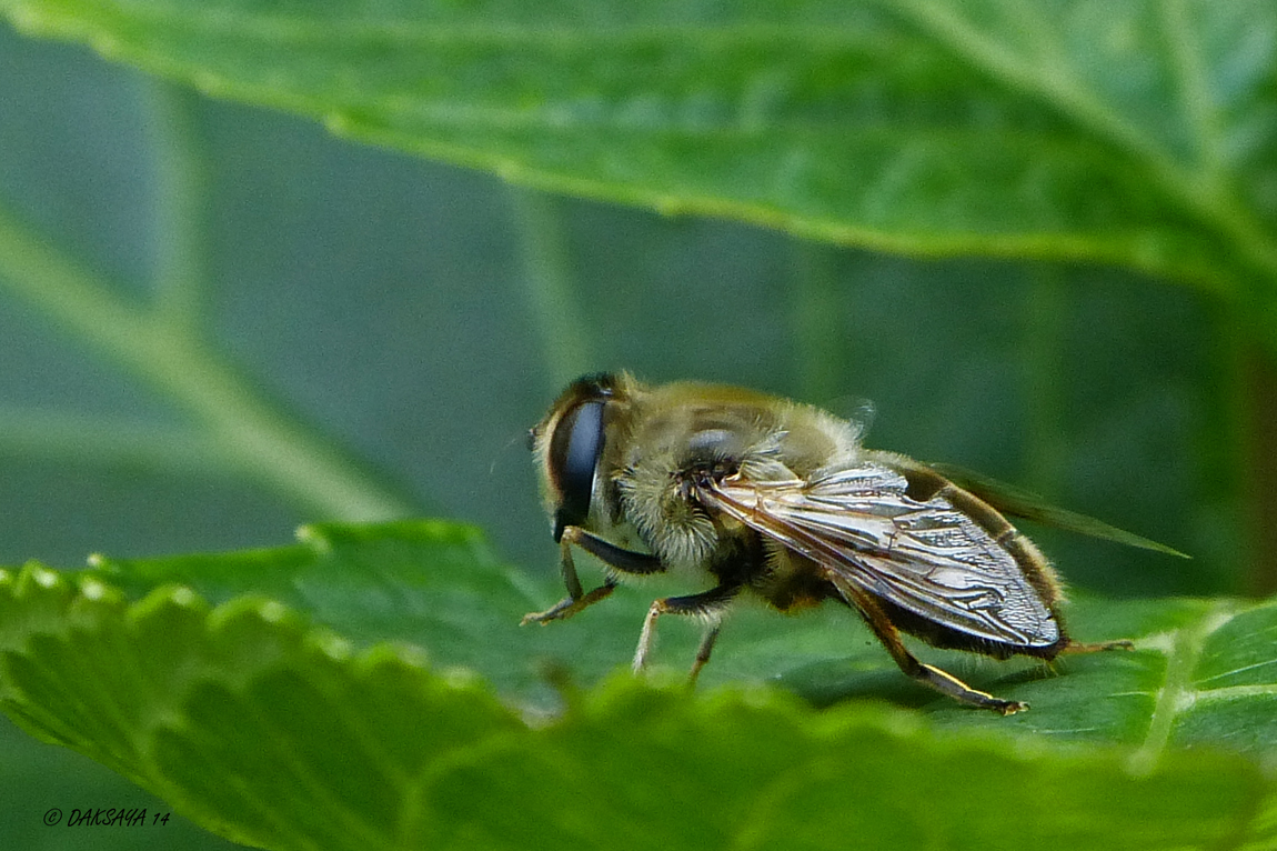 Blinde bij