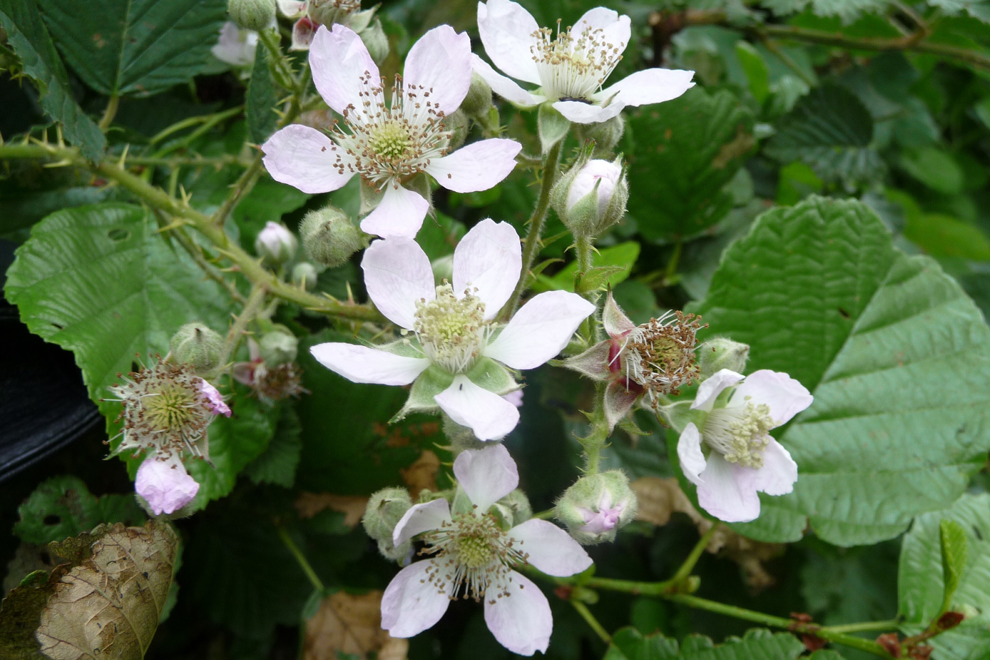 Bloemen van braamstruik