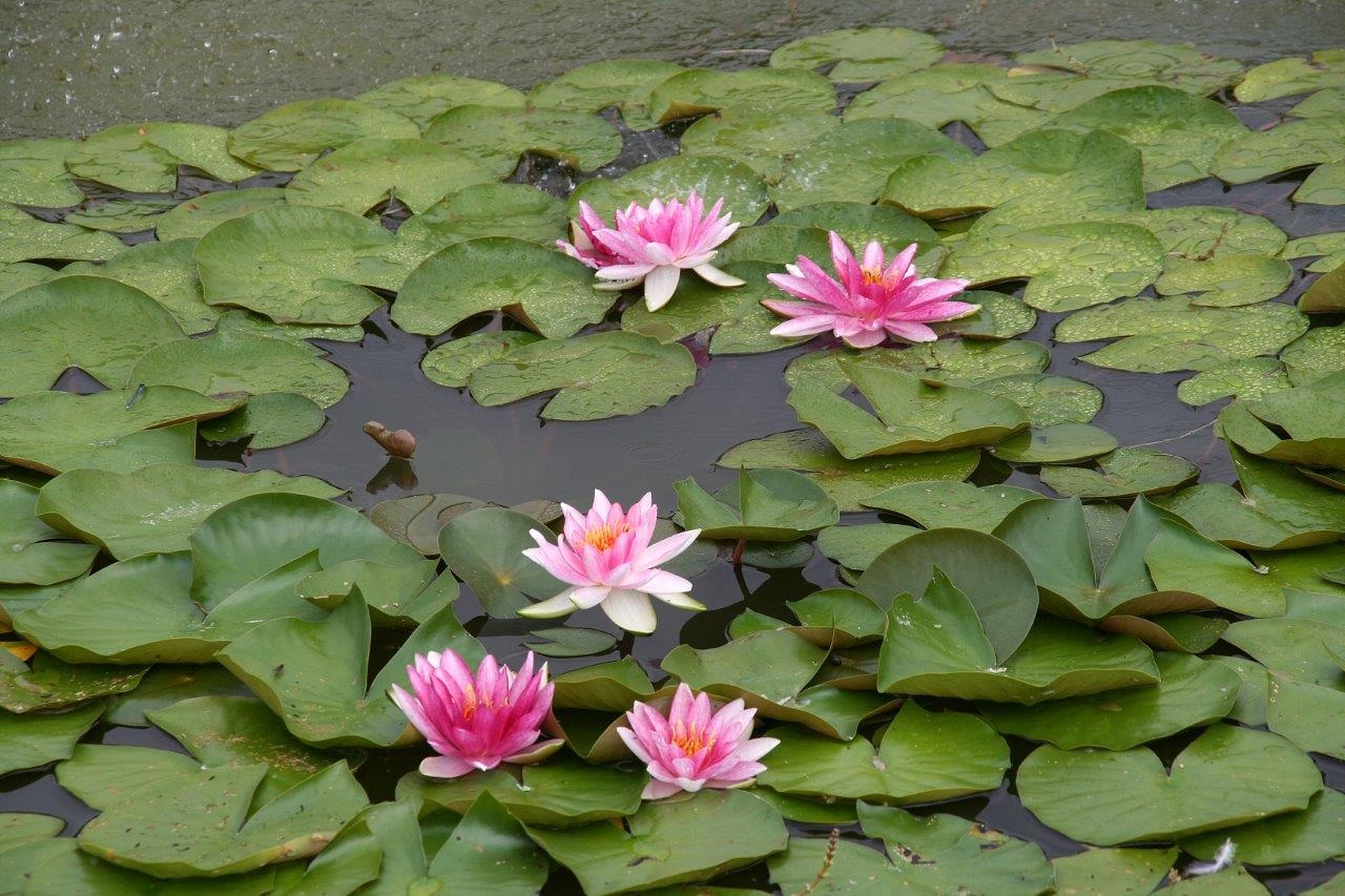 Waterlelies
