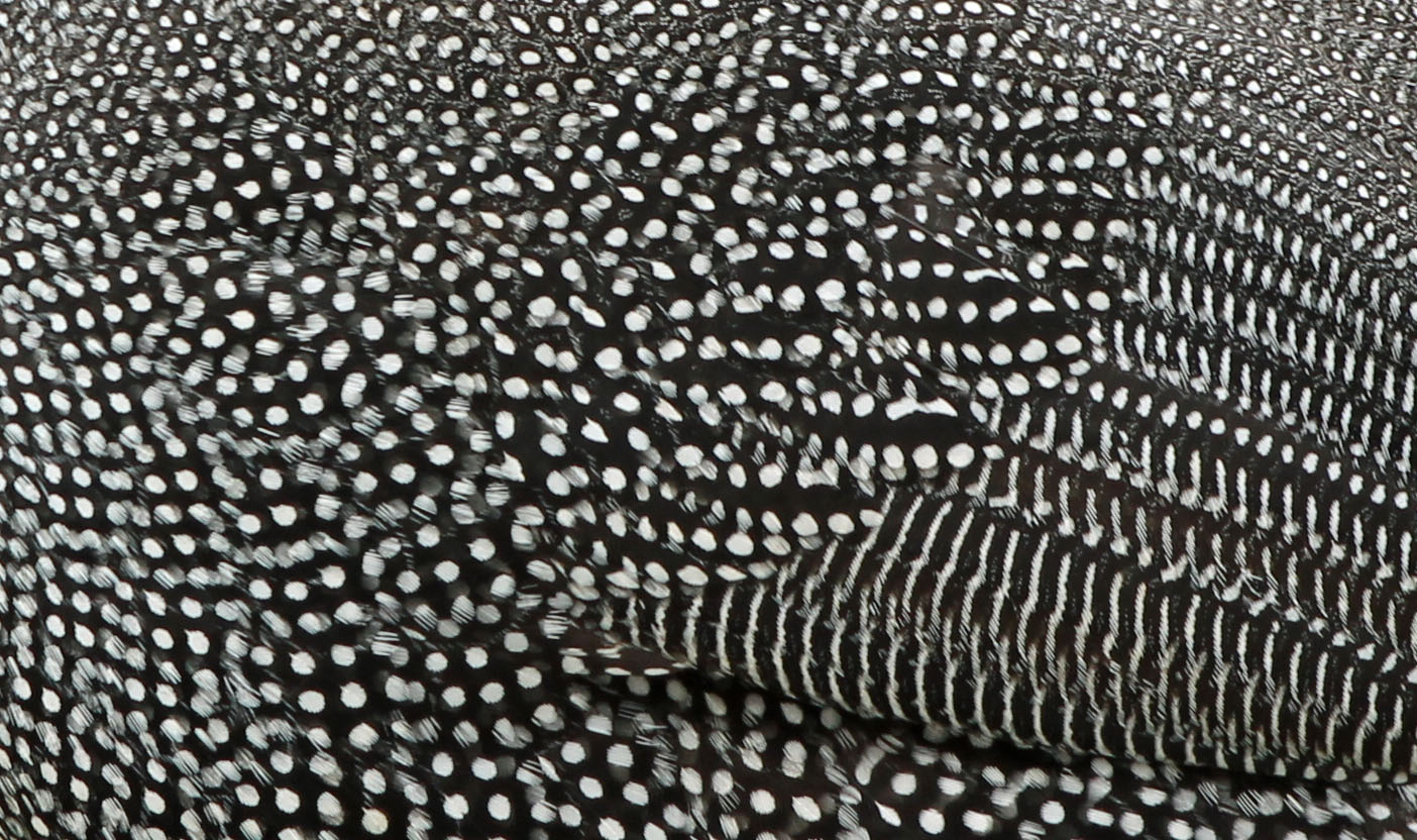 Aboriginal kunst of ??