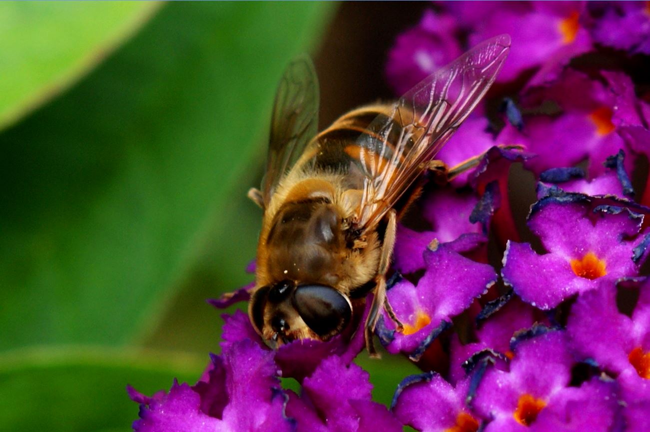 Zweefvlieg op vlinderstruik