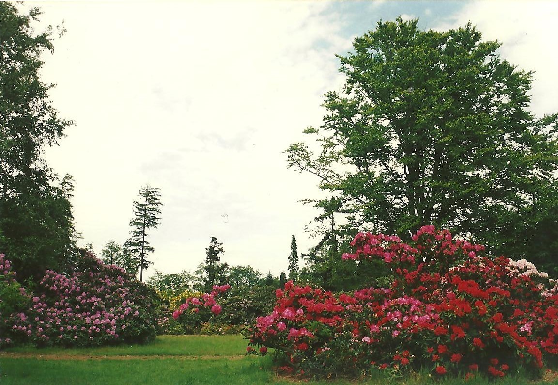 Rododendron