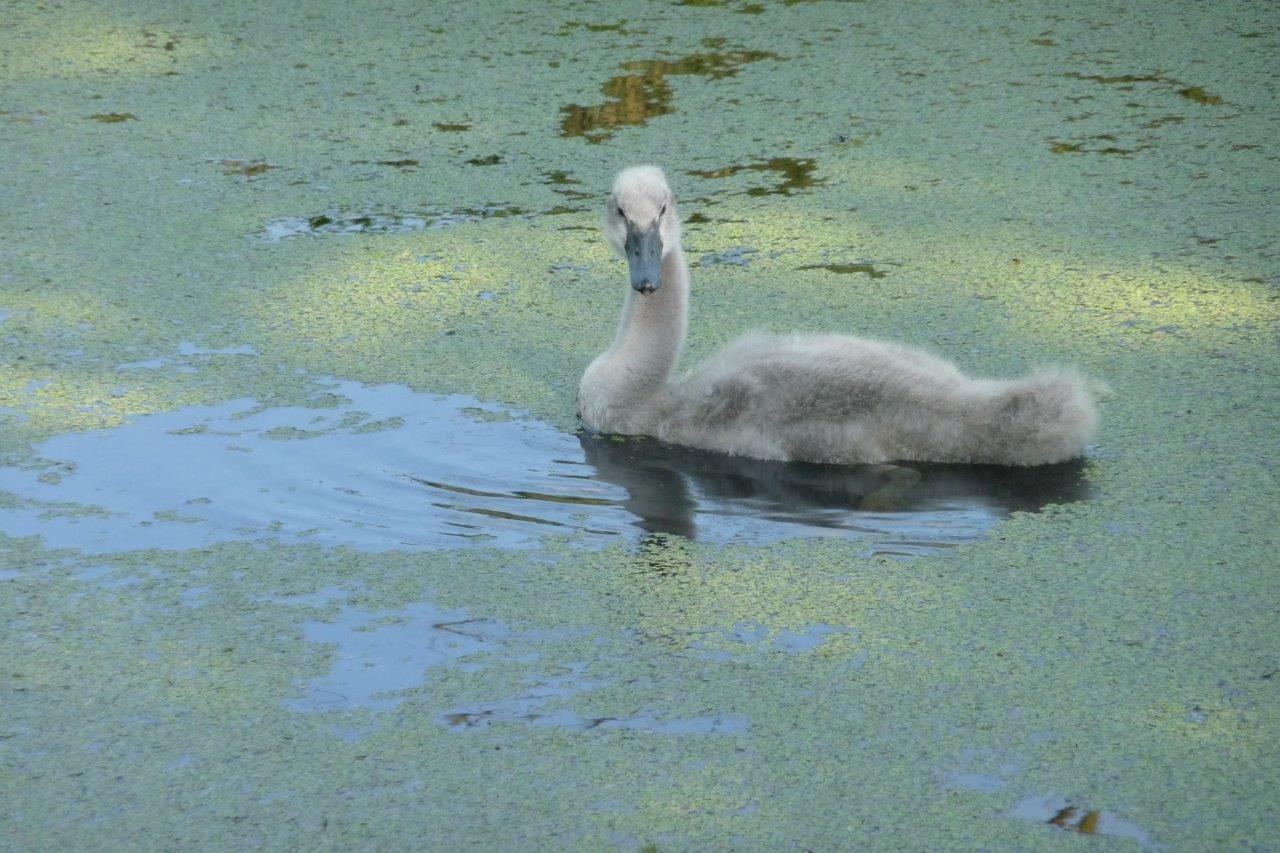 Jonge zwaan
