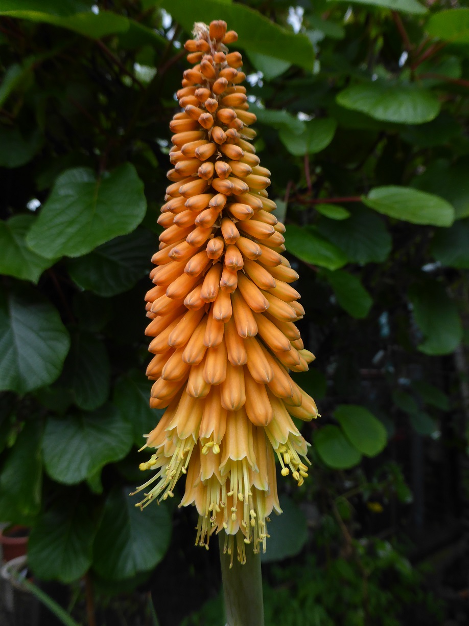 Kniphofia