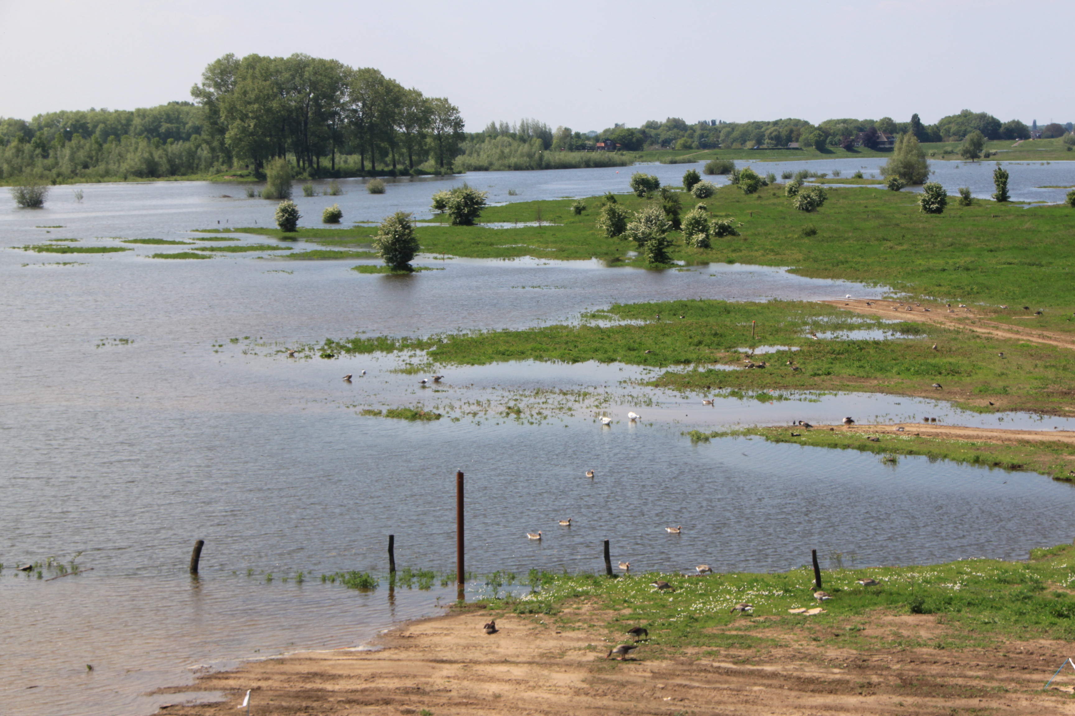 Uiterwaarden v..d IJssel