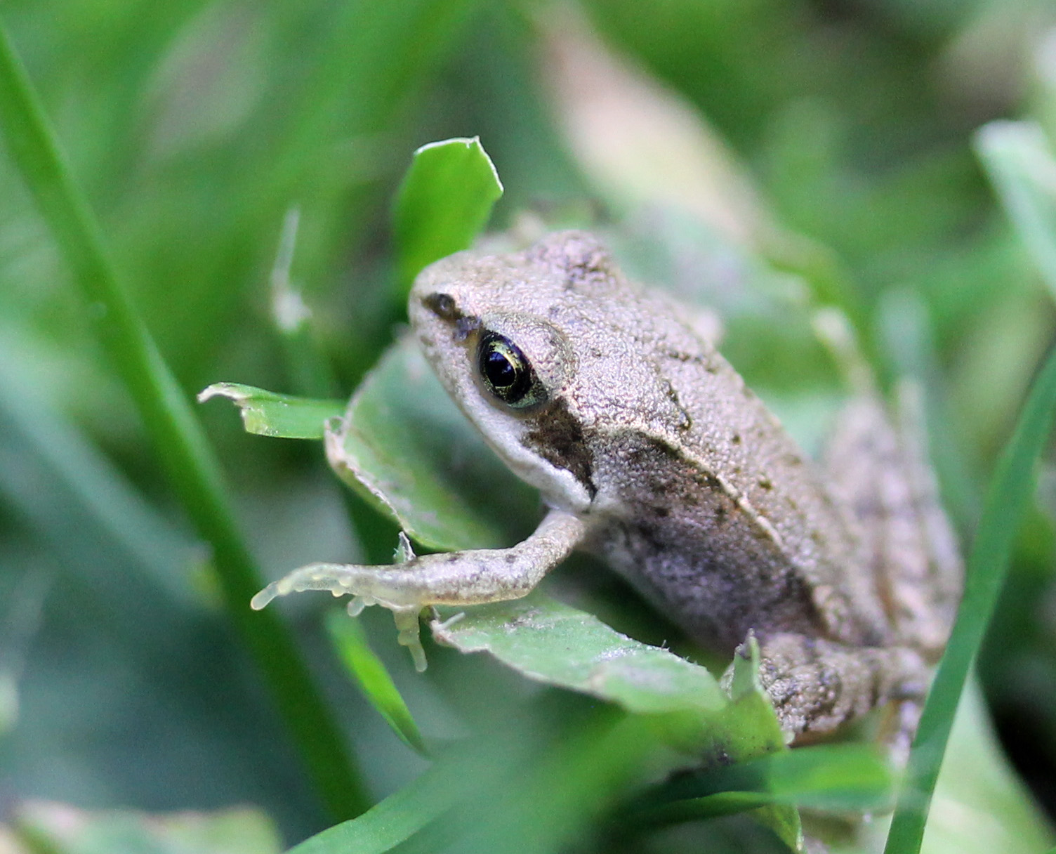 Heel jong kikkertje (1)
