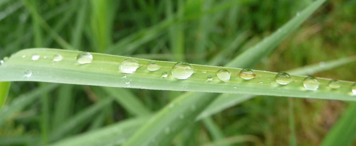Regendruppels op riet