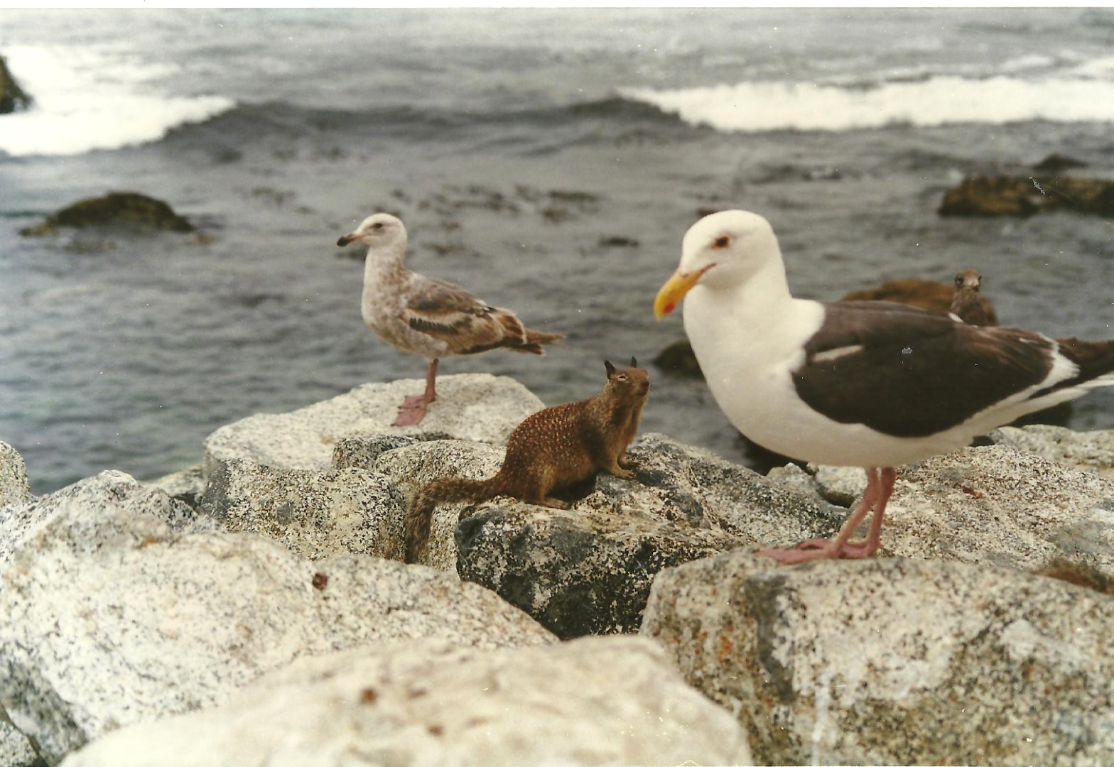 Meeuwen en grondeekhoorn