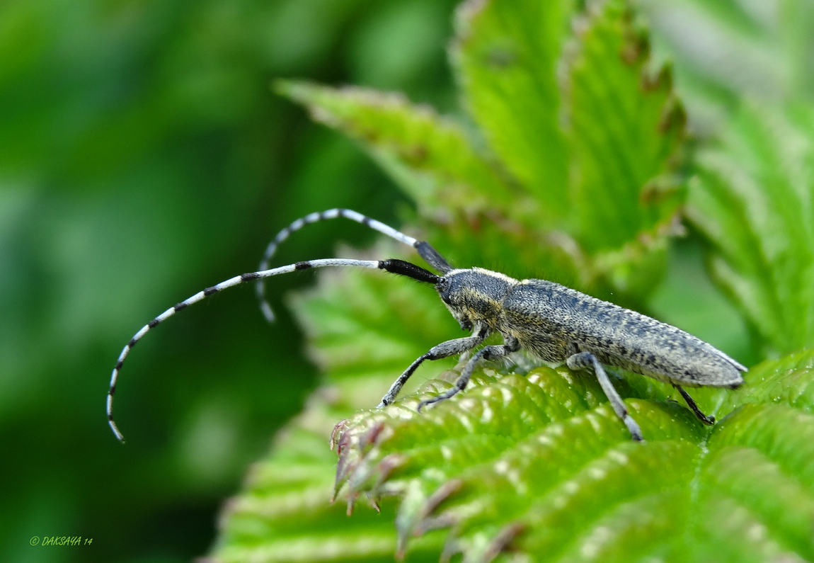 Distelboktor