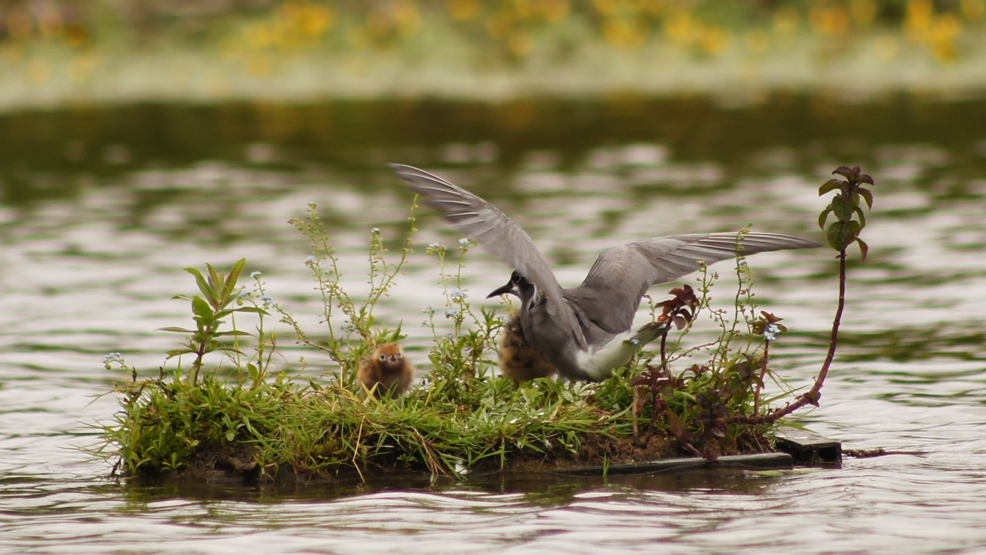 Stern met kuikens op nest