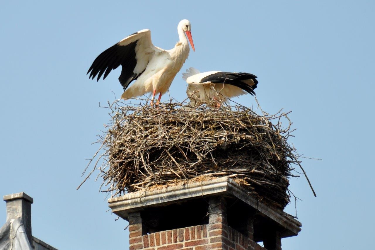 Ooievaars op nest