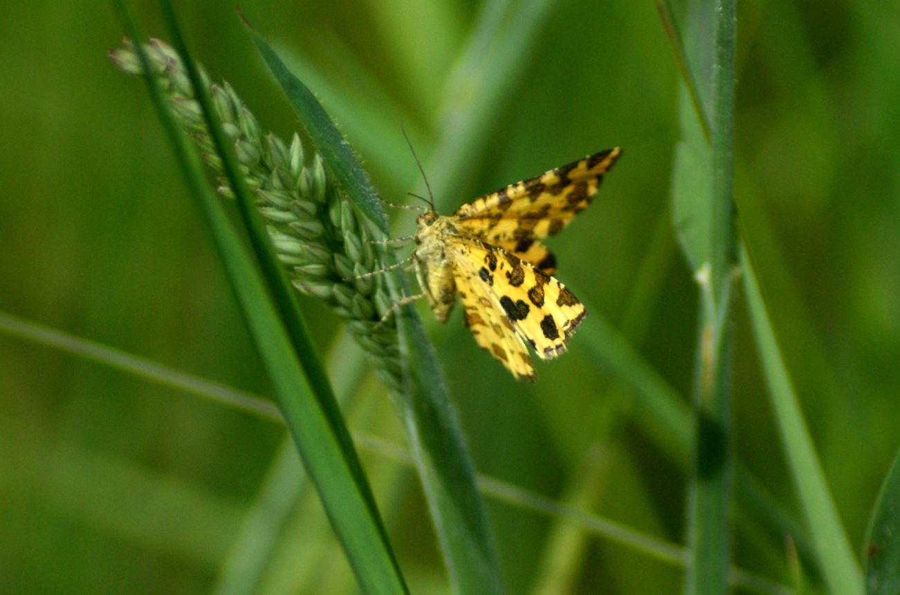 boterbloempje (Pseudopanthera macularia