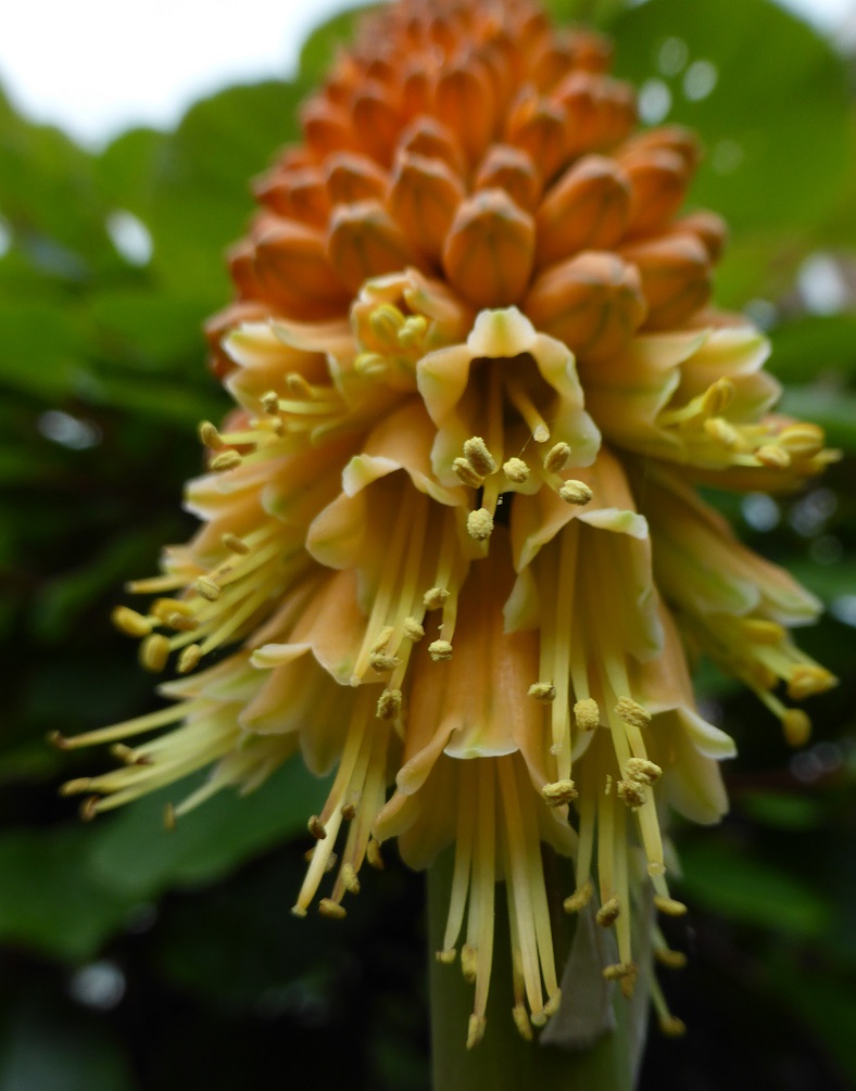 Kniphofia