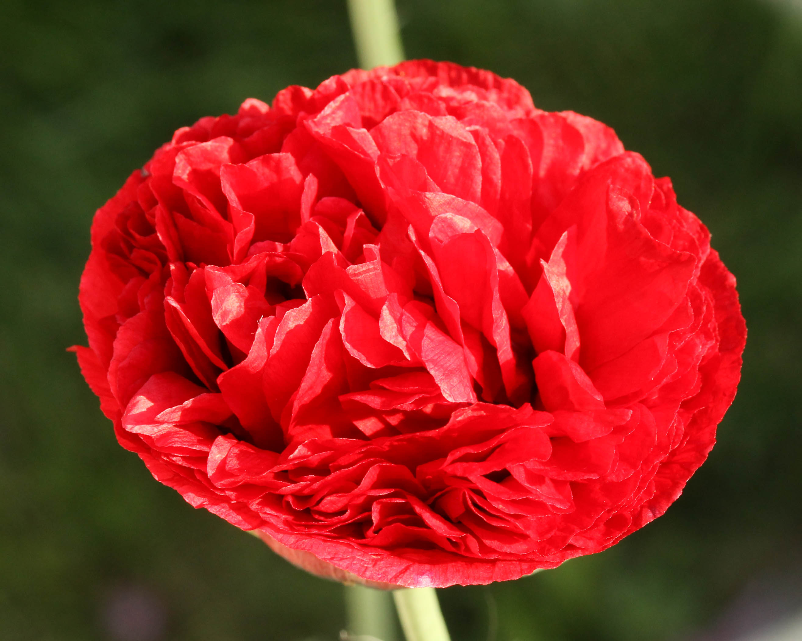 Papaver