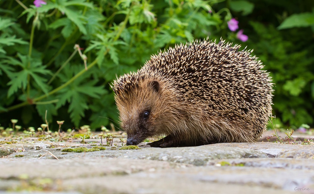 Waar zijn de slakken?
